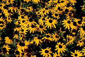 Black eyed susans