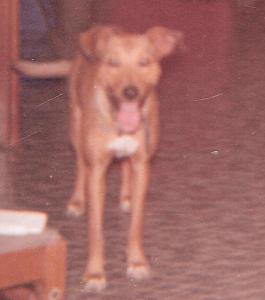 Browser in House - Copy (2)